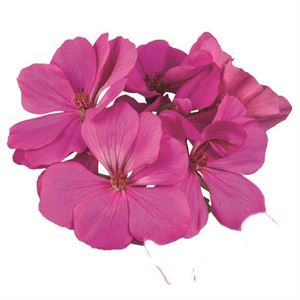 Afbeelding van Geranium Staand P12 Dolce vita evi blue